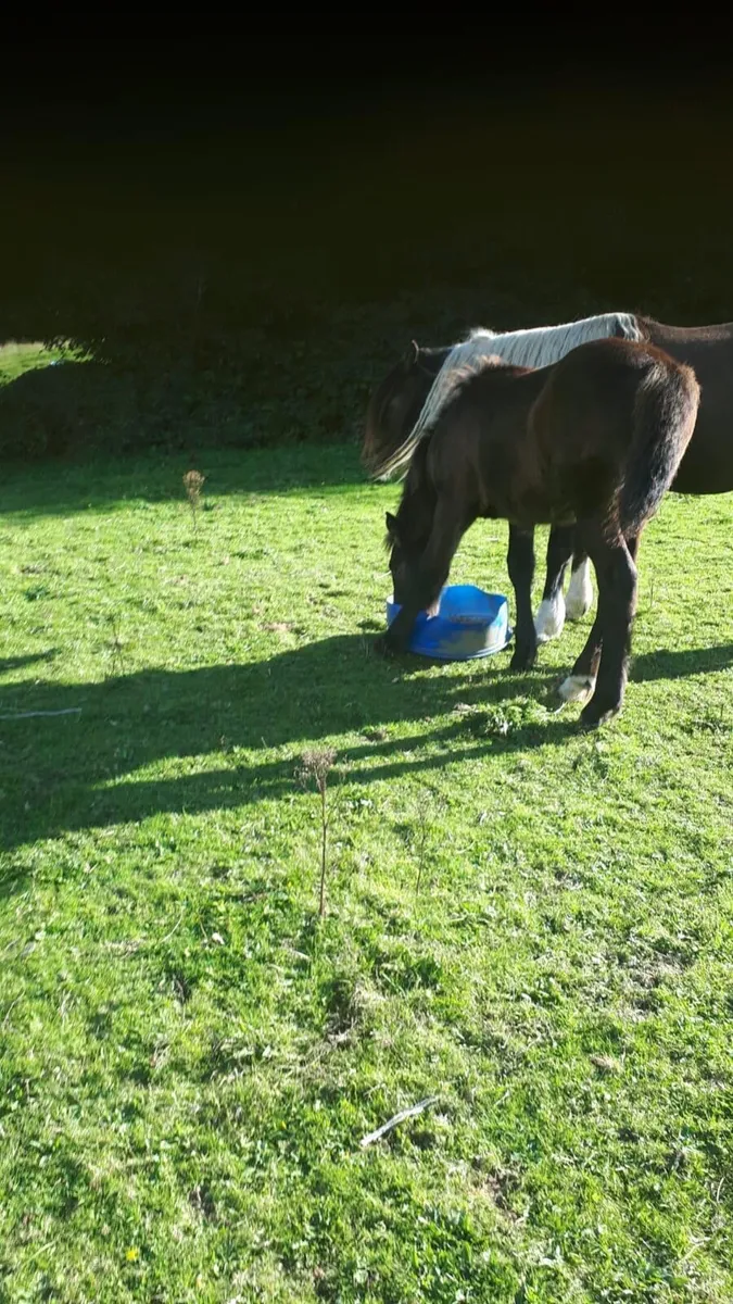 Connemara cross filly - Image 1