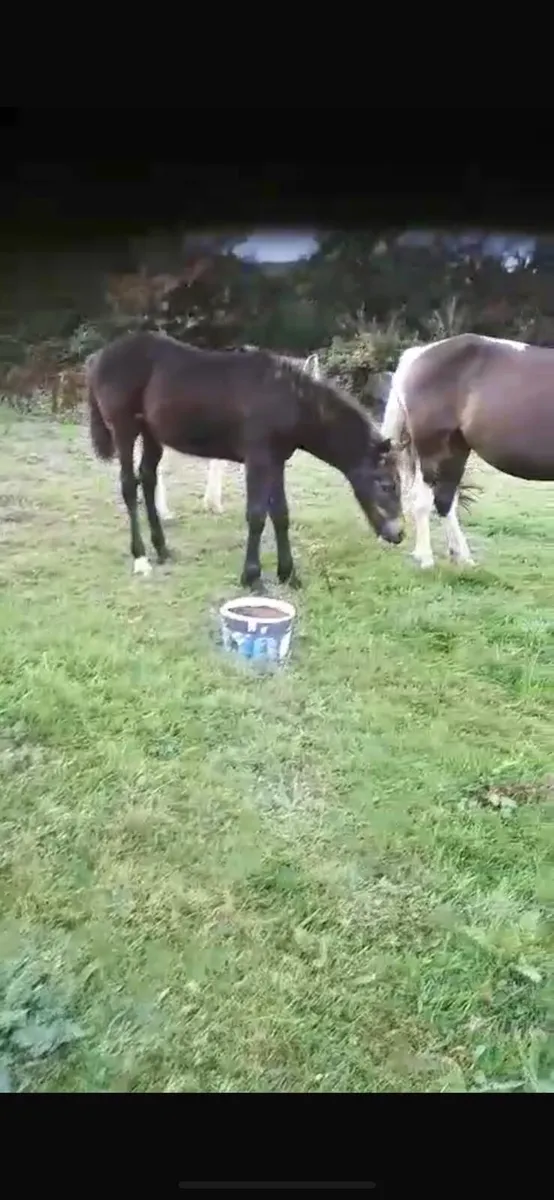 Connemara cross filly - Image 2