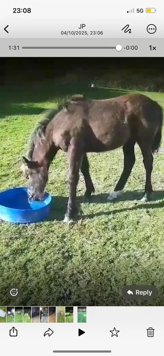 Connemara cross filly - Image 3