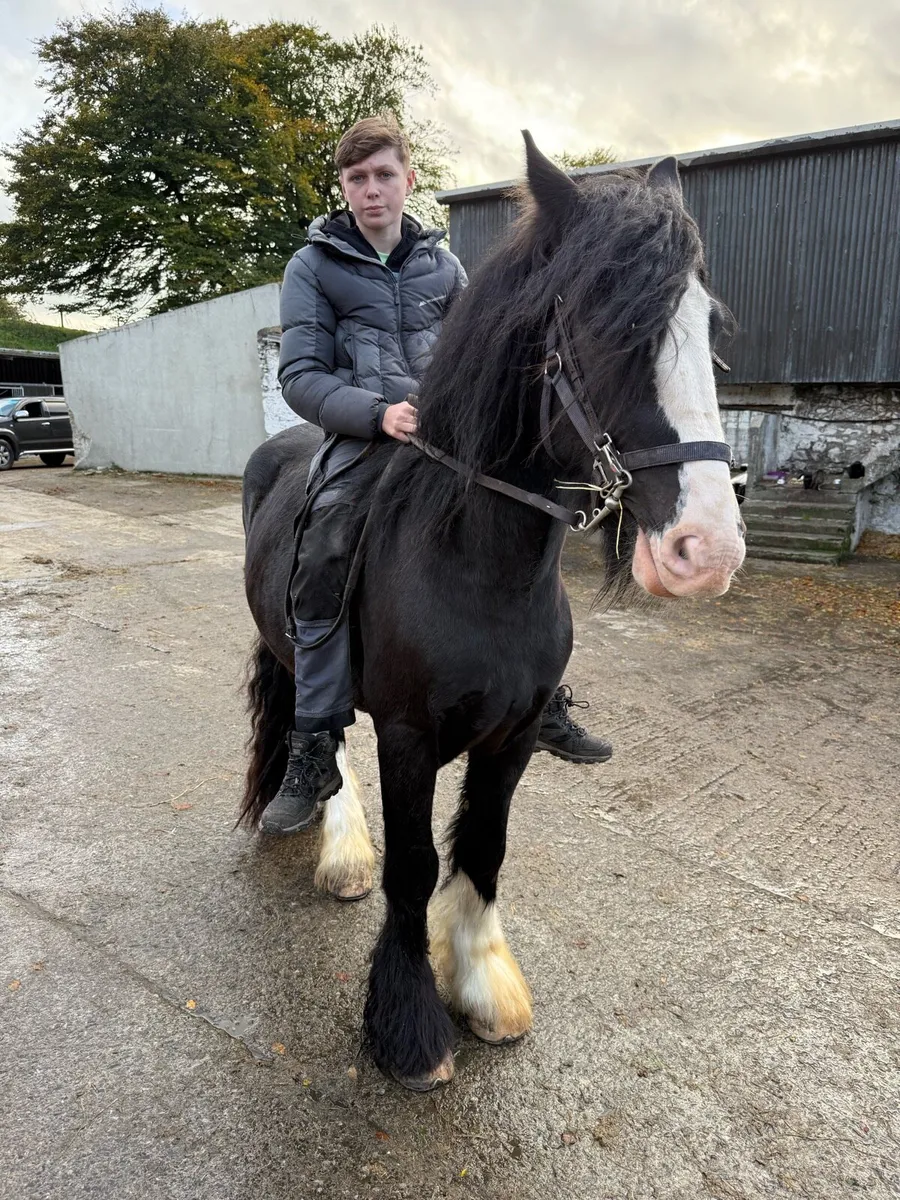 Horse - Image 1