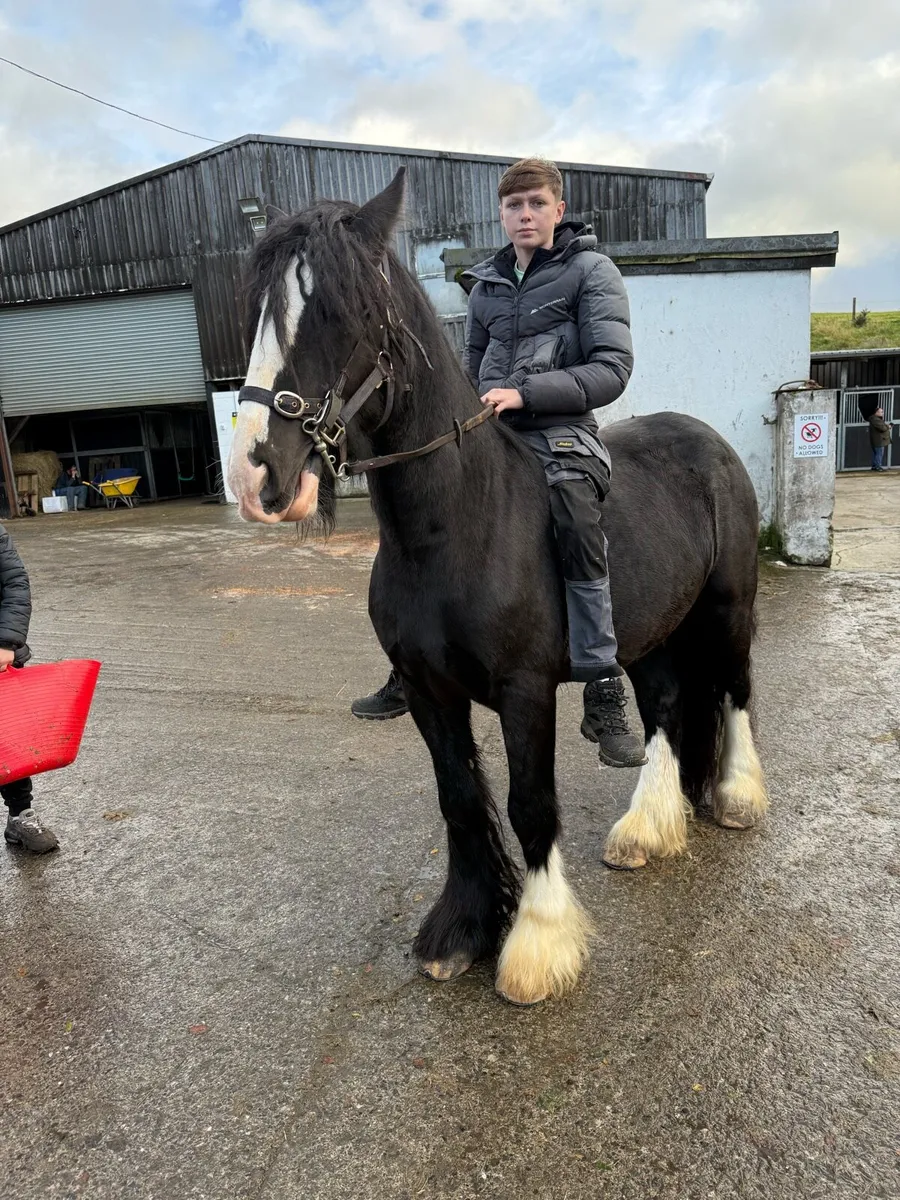 Horse - Image 2