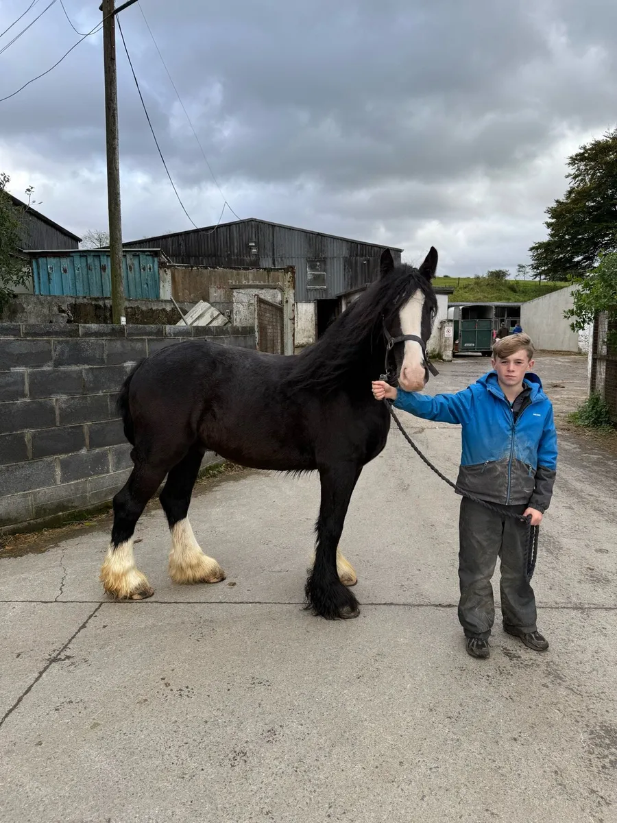 Horse - Image 3