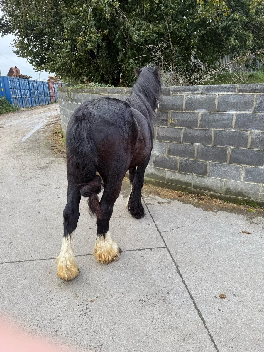Horse - Image 4