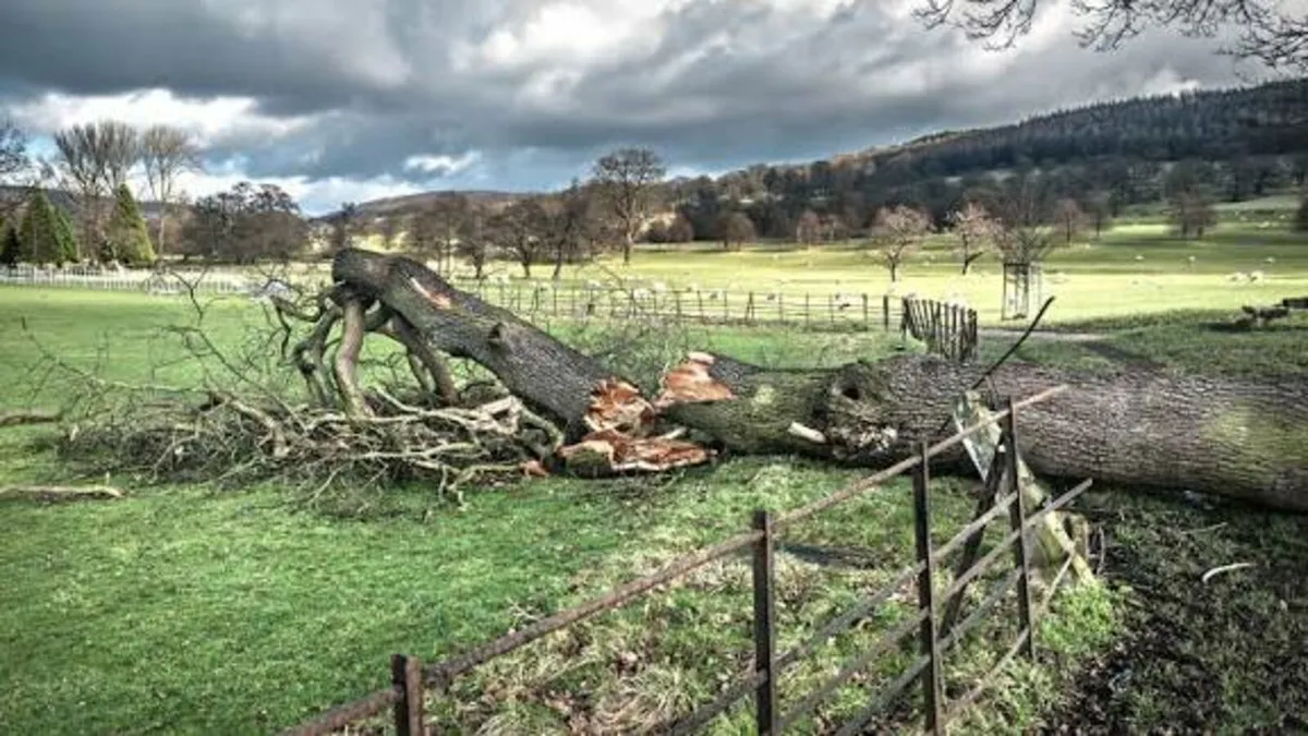 Falling Tree Removal
