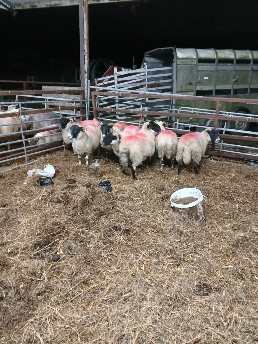 7 Lanark Cross Hoggets - Image 3