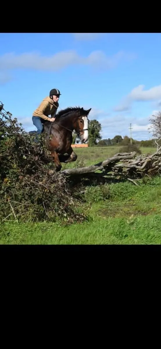 5 year old cob 15.1 - Image 2