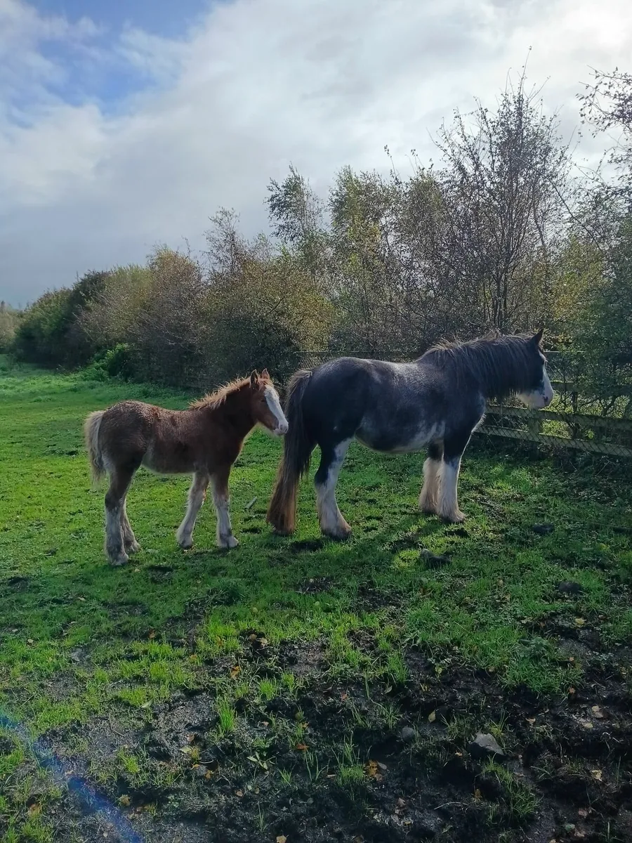 Cob filly  foal - Image 2