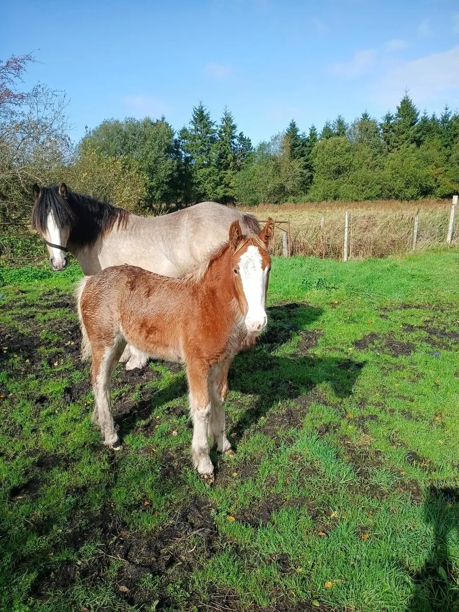 Cob filly  foal - Image 1