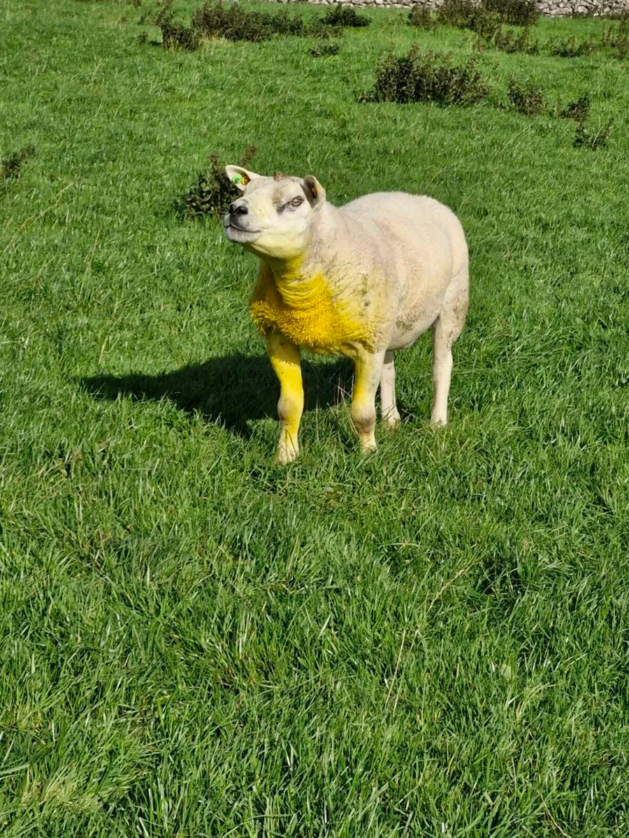 Texel Ram - Image 1
