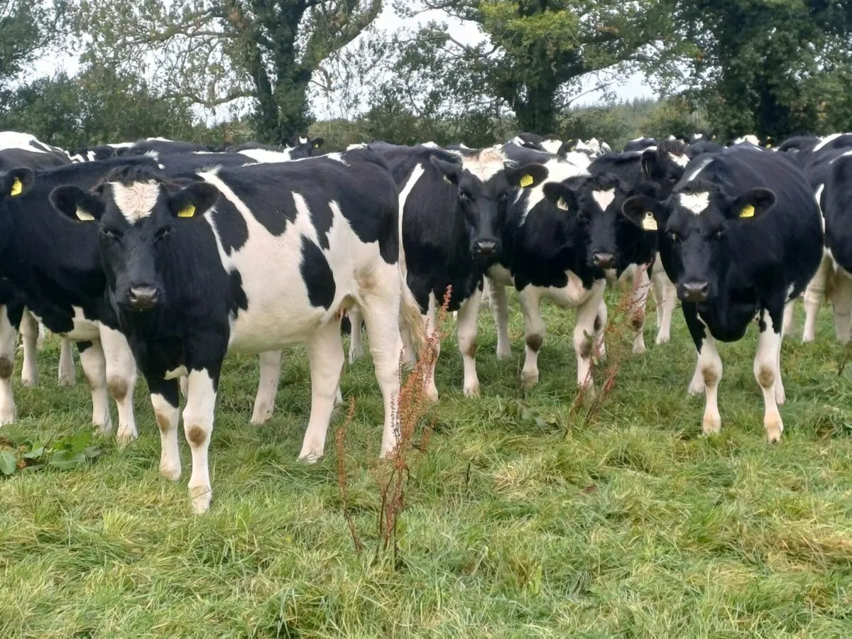 Incalf heifers - Image 1