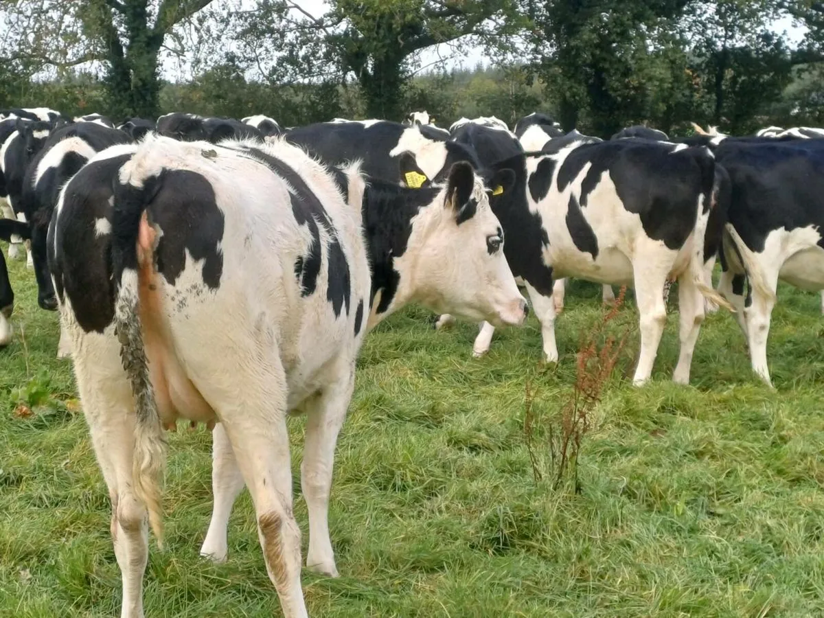Incalf heifers - Image 2
