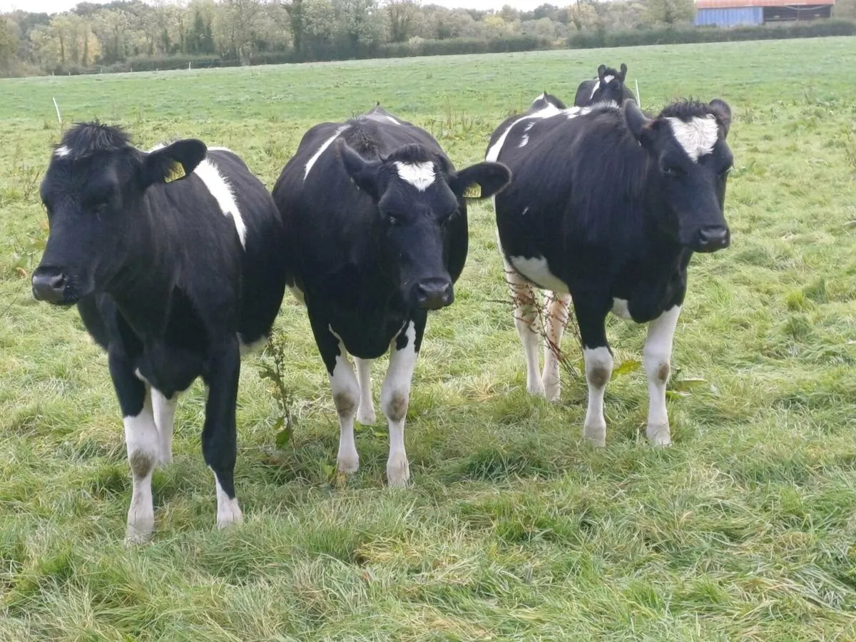Incalf heifers - Image 3