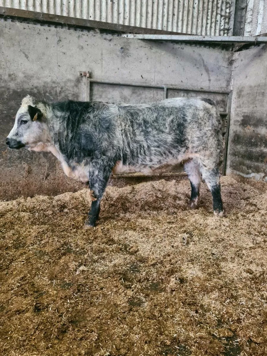 🌟 BREEDING HEIFERS🌟 - Image 2