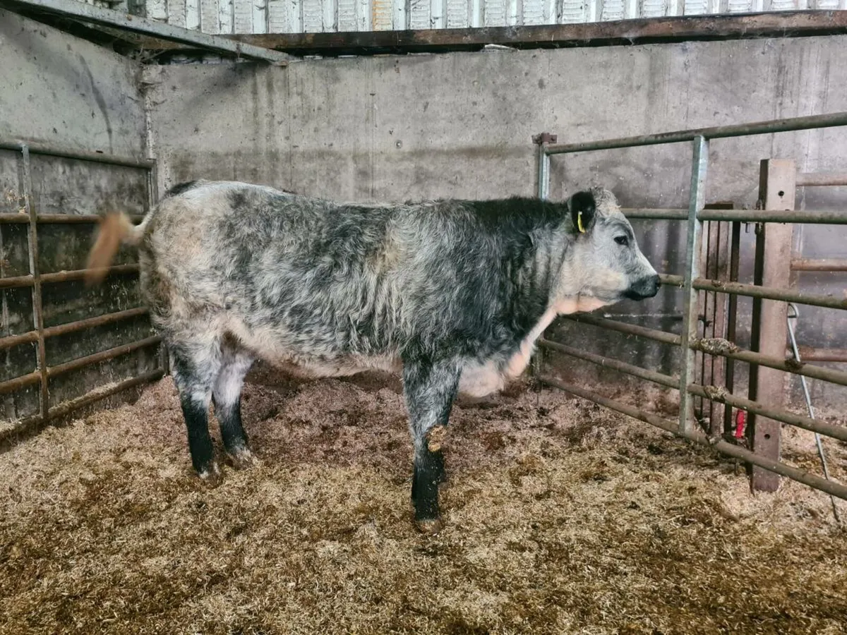 🌟 BREEDING HEIFERS🌟 - Image 3