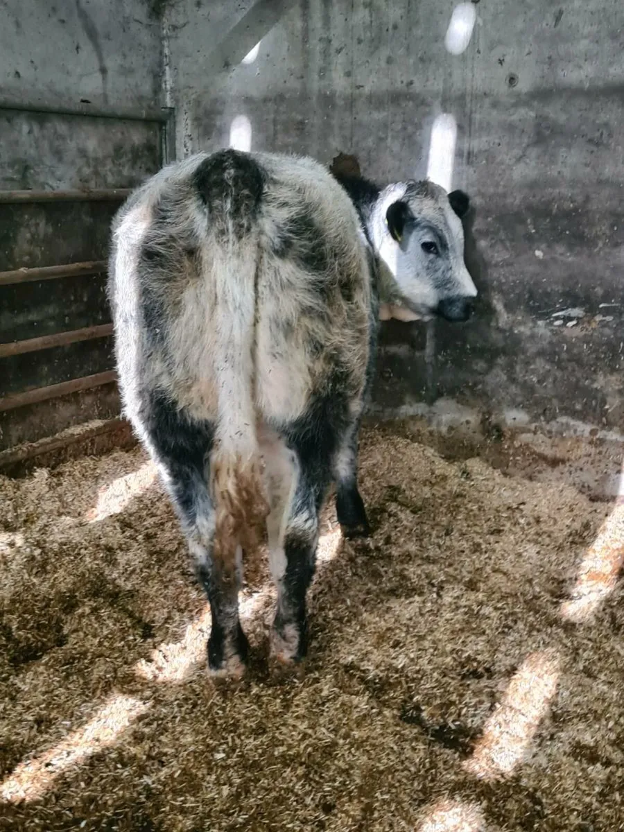 🌟 BREEDING HEIFERS🌟 - Image 4