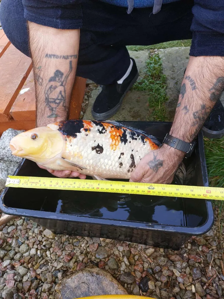 Koi fish 20 inches long - Image 1