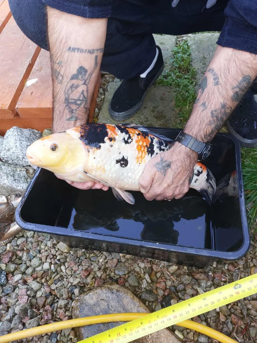 Koi fish 20 inches long - Image 2