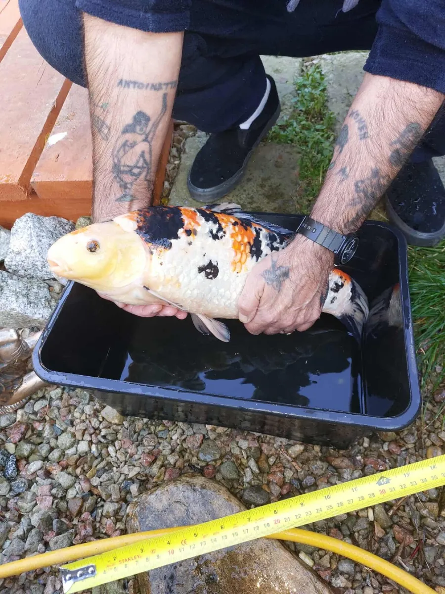 Koi fish 20 inches long - Image 3