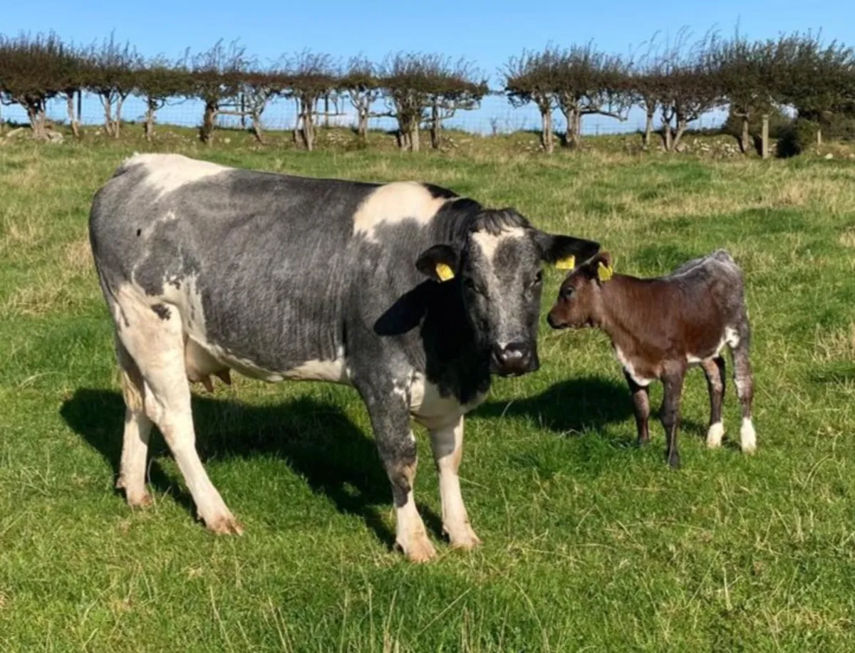 First Calved Heifers & In-calf Heifers - Image 1
