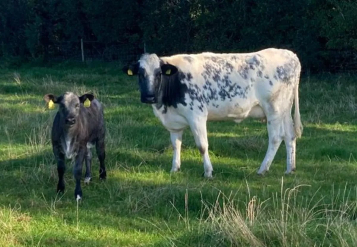 First Calved Heifers & In-calf Heifers - Image 2