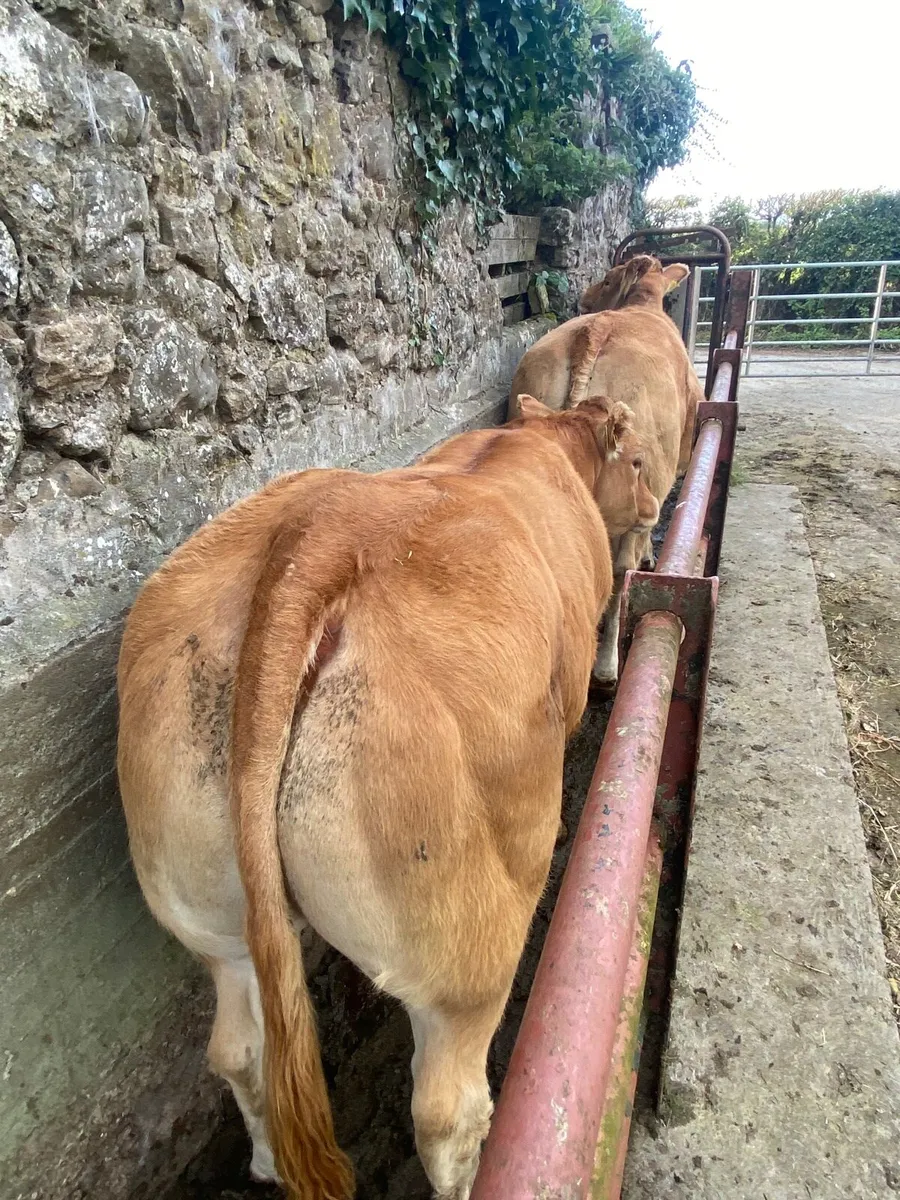 Top Pedigree Limousin heifer for sale - Image 2