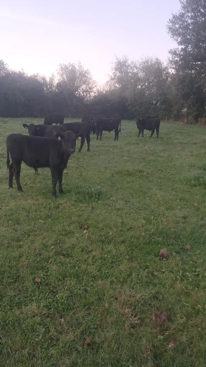 Angus weanlings - Image 4