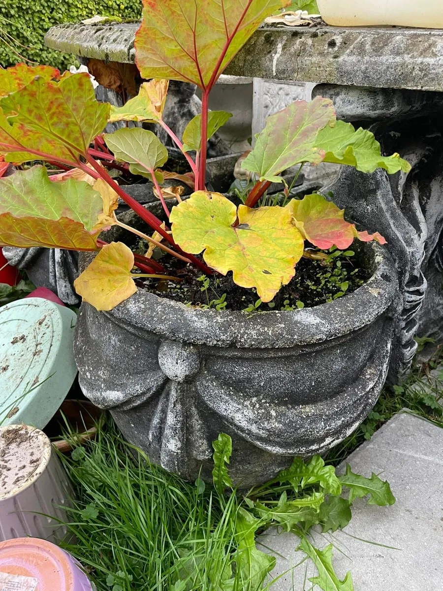2 concrete flower pots