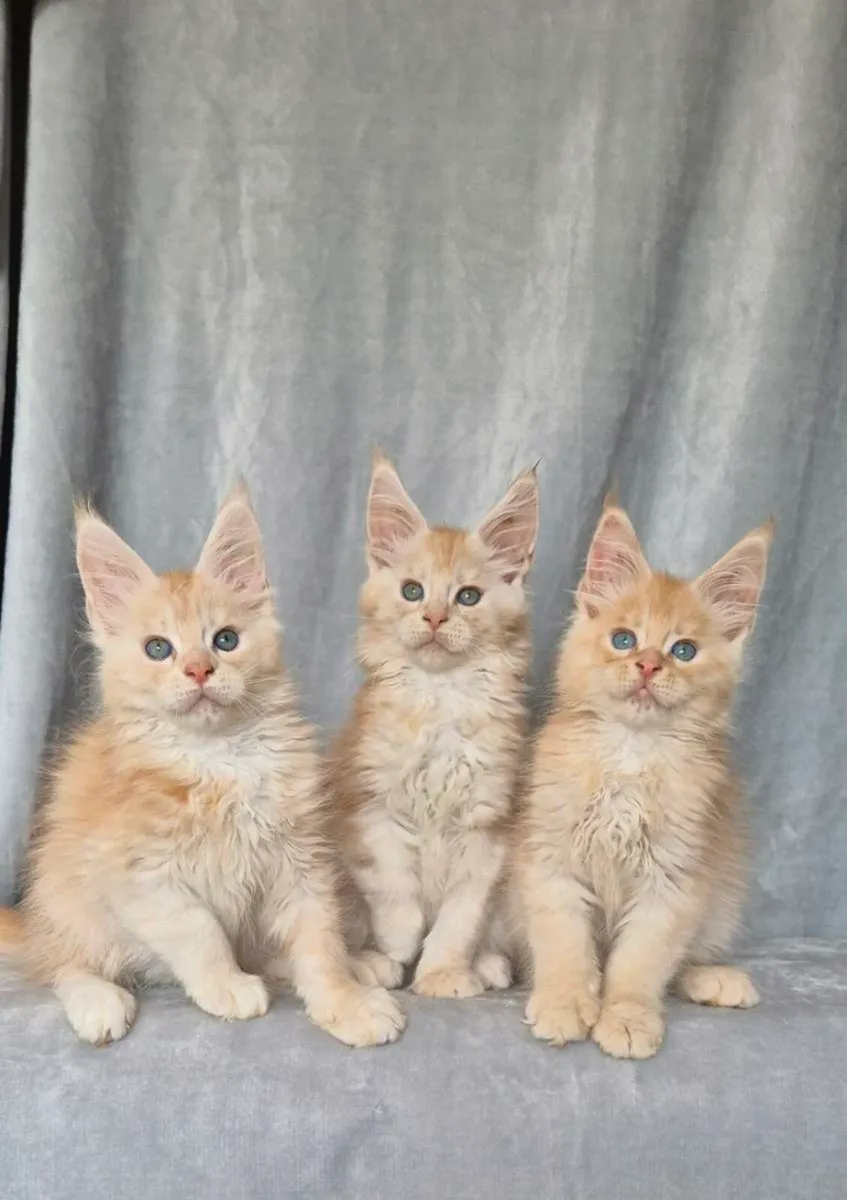 Maine Coon - Image 2