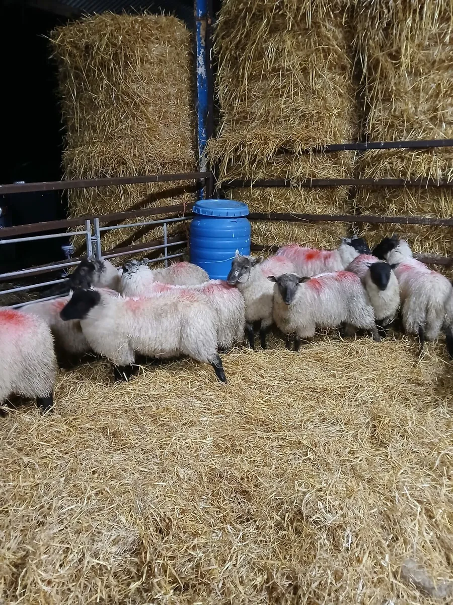 22 Texel Cross Ewe Lambs - Image 1