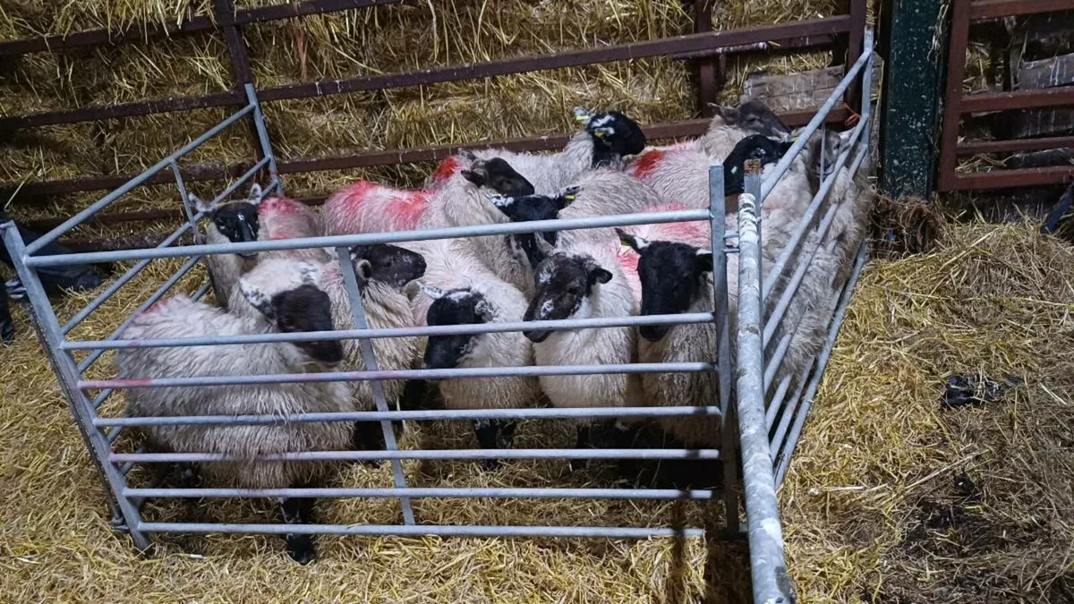 22 Texel Cross Ewe Lambs - Image 2