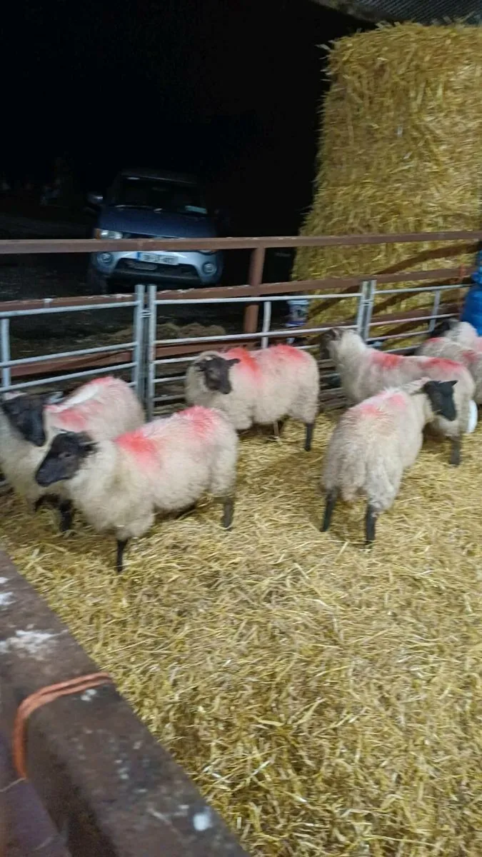 22 Texel Cross Ewe Lambs - Image 3