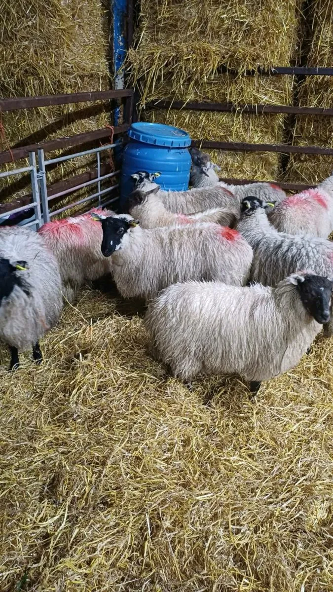 22 Texel Cross Ewe Lambs - Image 4