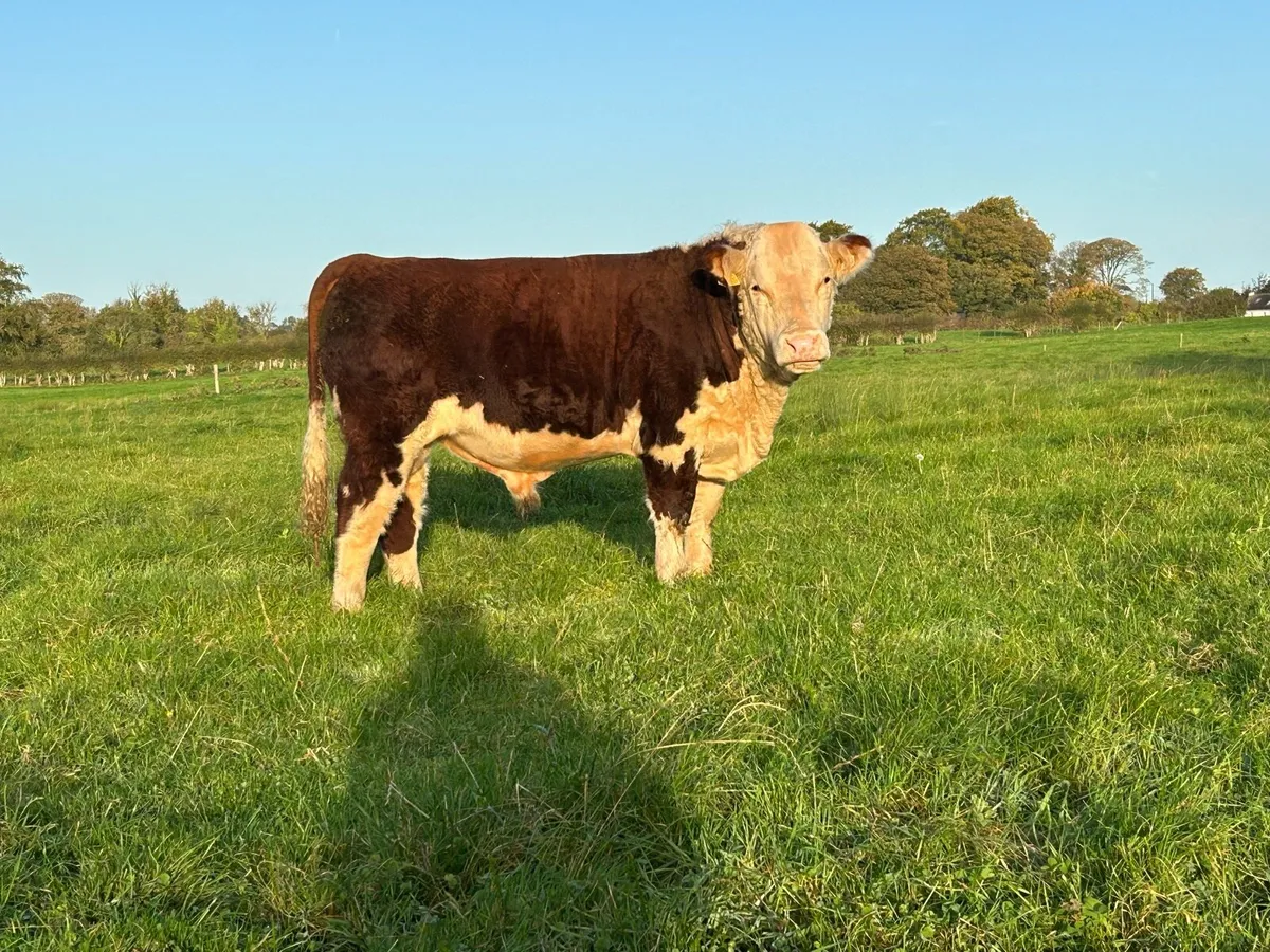 Pedigree Hereford - Image 4