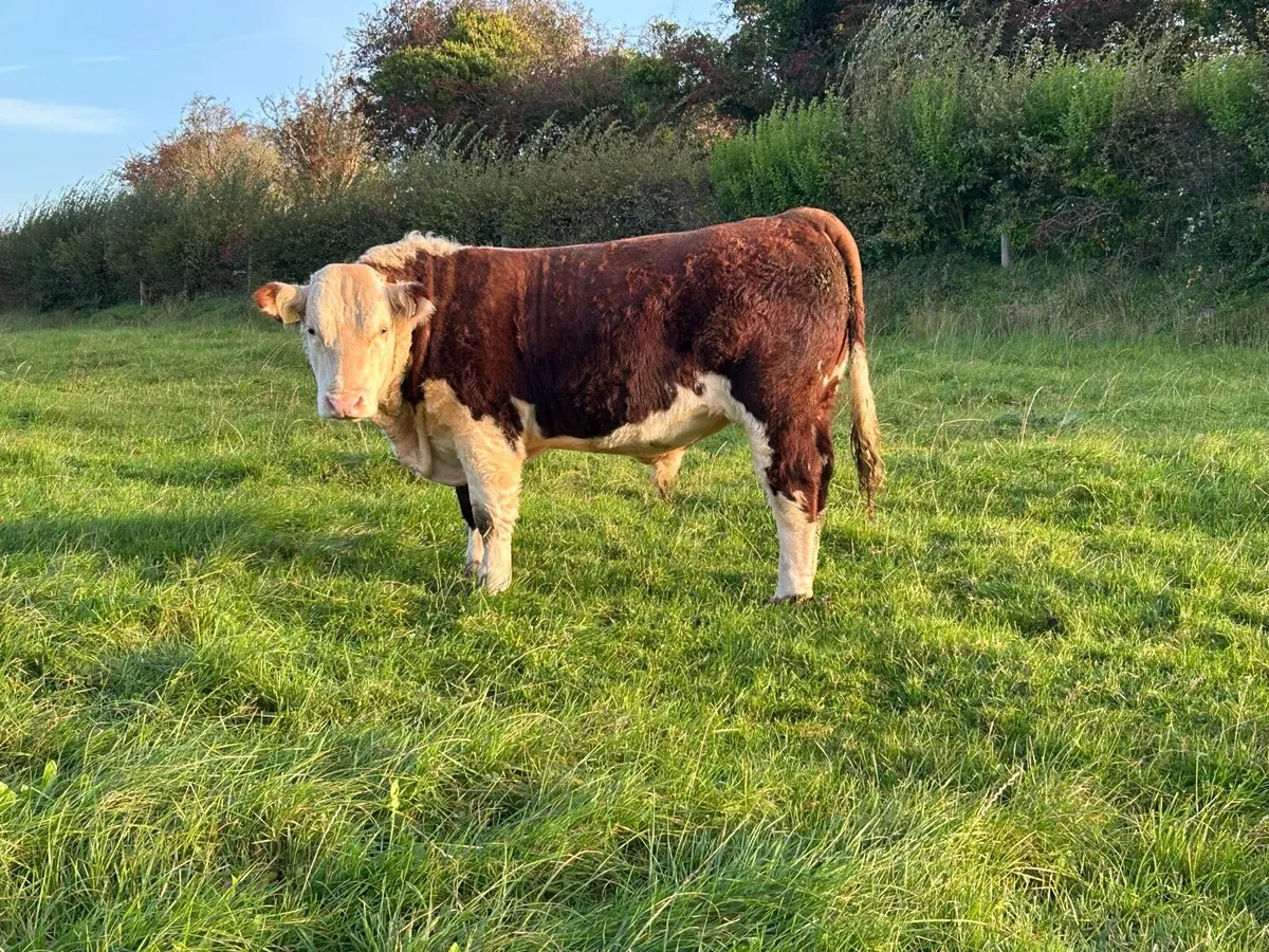 Pedigree Hereford - Image 1