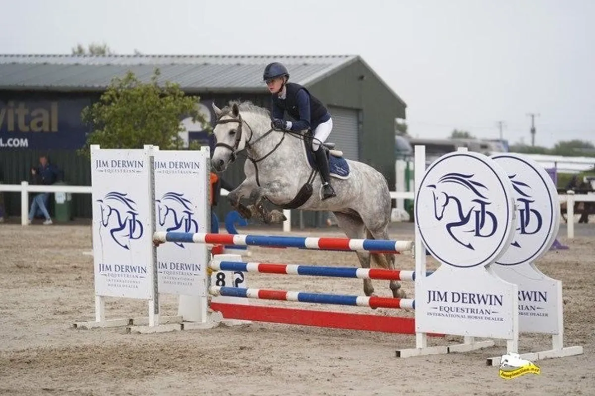 Lovely genuine , easy 5yo Connemara mare - Image 1