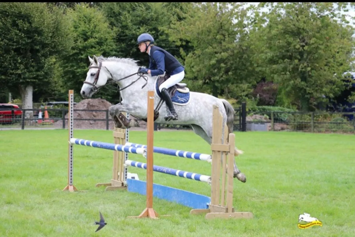 Lovely genuine , easy 5yo Connemara mare - Image 3