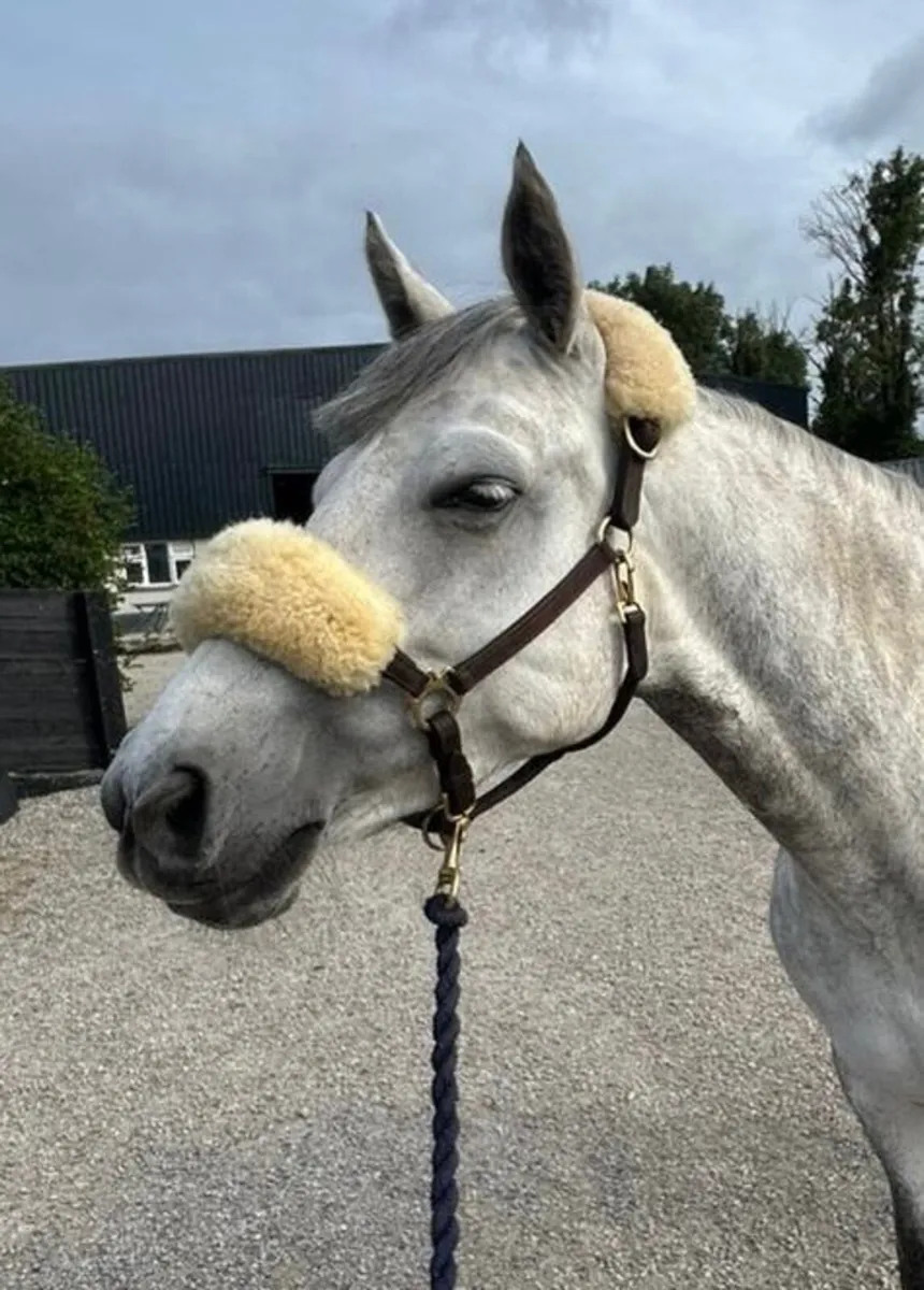 Lovely genuine , easy 5yo Connemara mare - Image 4