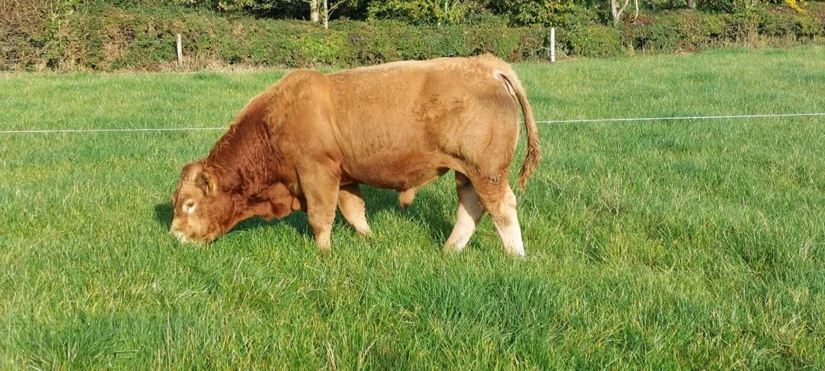 Limousin Bulls for Sale - Image 3