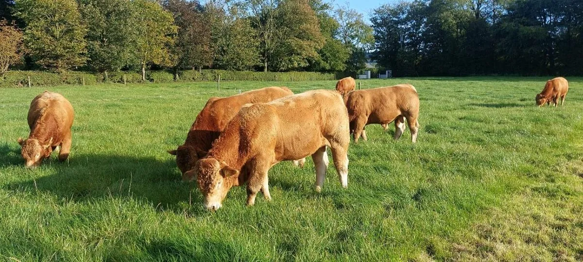 Limousin Bulls for Sale - Image 4