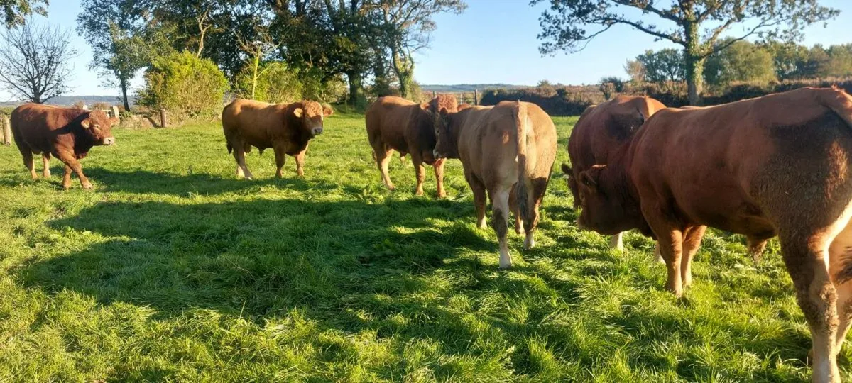 Limousin Bulls for Sale - Image 1
