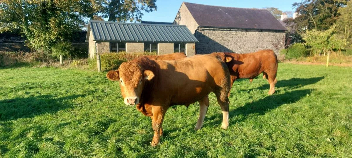 Limousin Bulls for Sale - Image 2