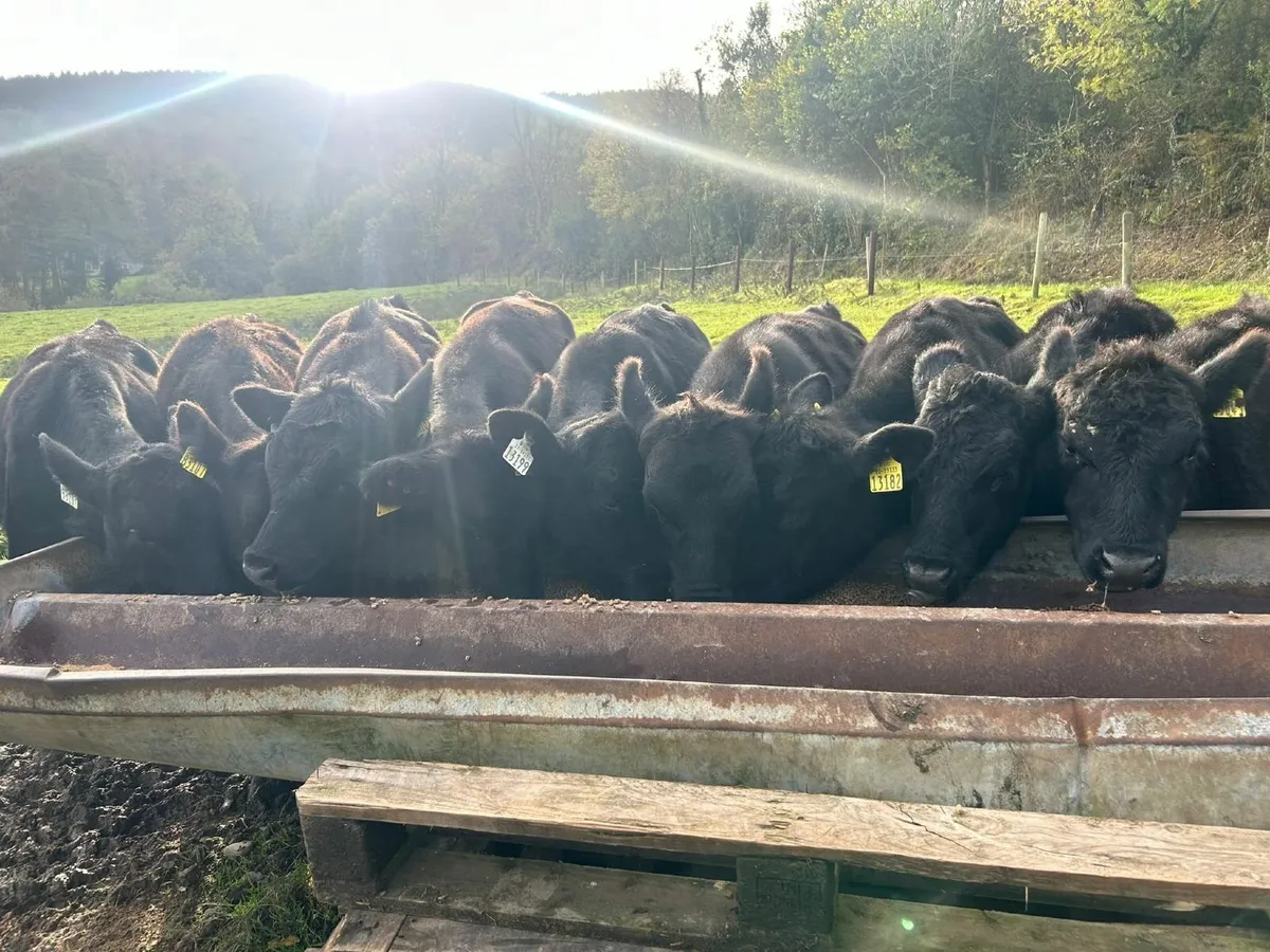 Angus weanling bulls - Image 2
