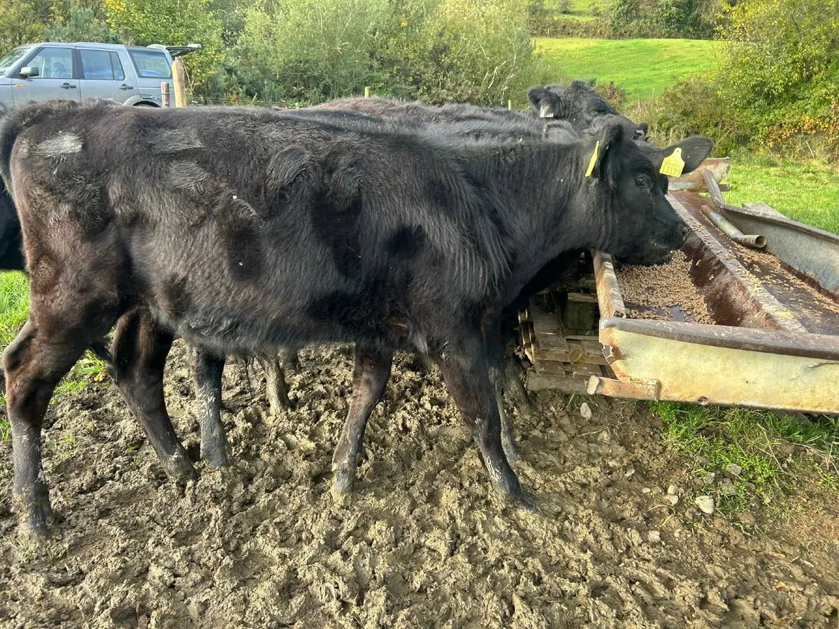 Angus weanling bulls - Image 3
