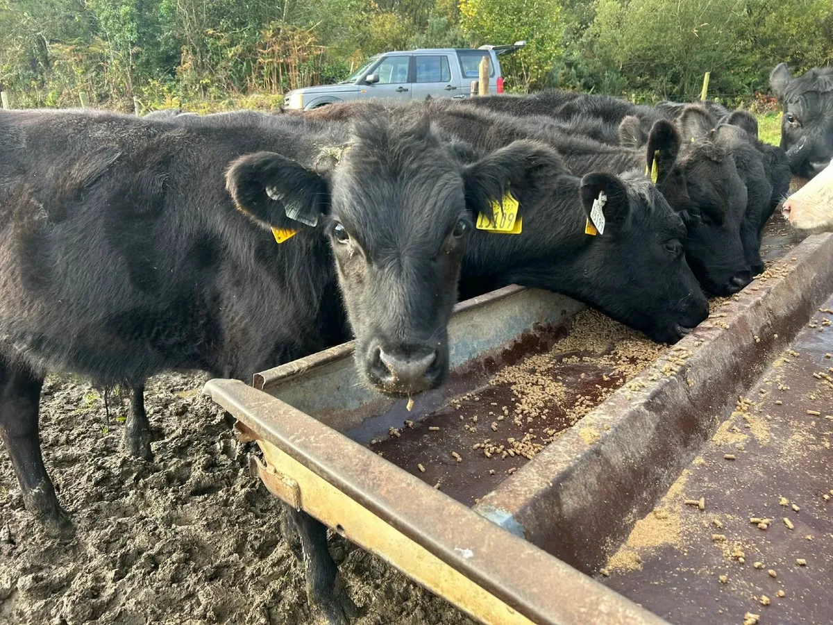 Angus weanling bulls - Image 4