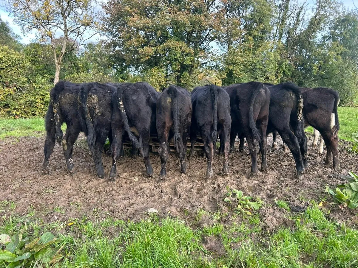 Angus weanling bulls - Image 1