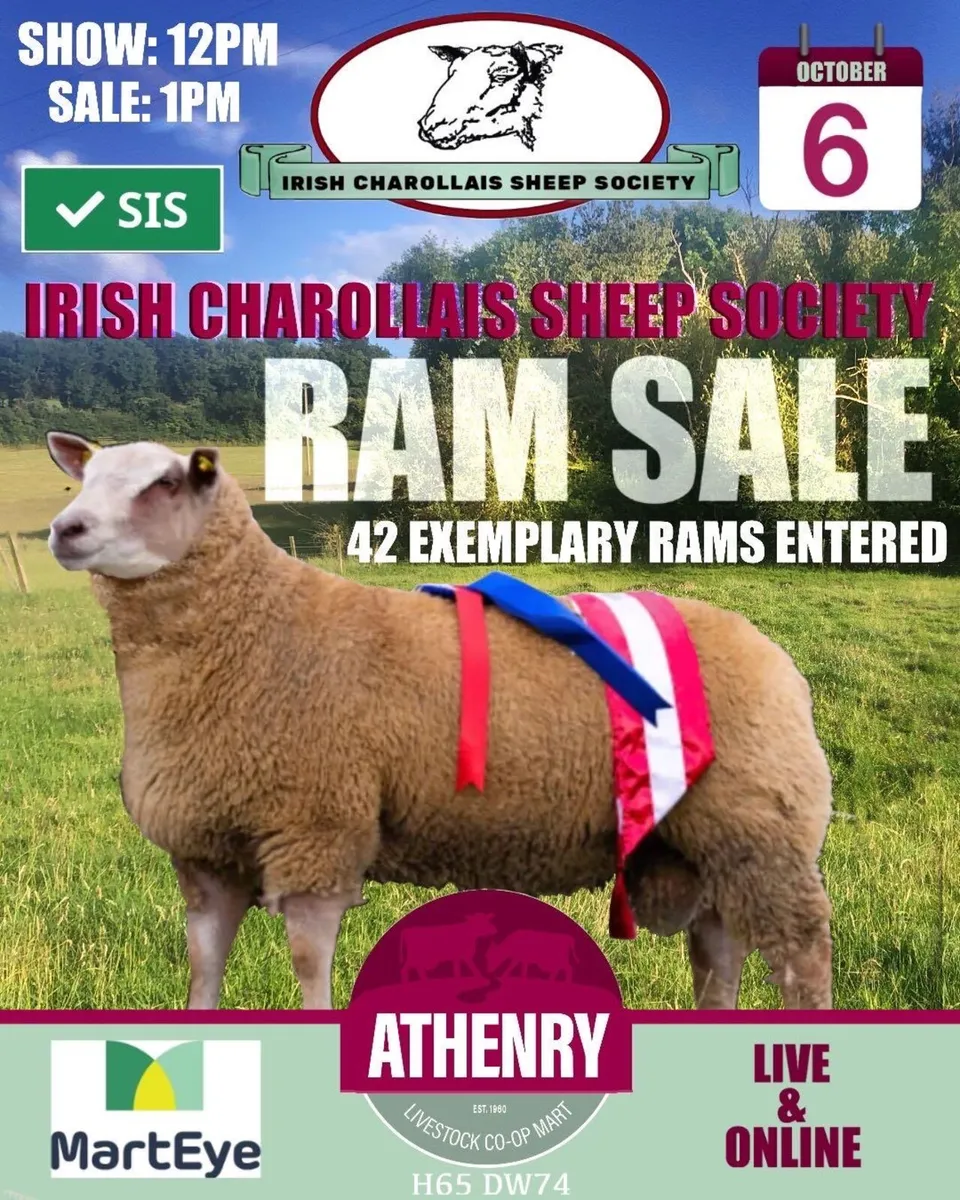 Charollais ram sale in Athenry mart - Image 1