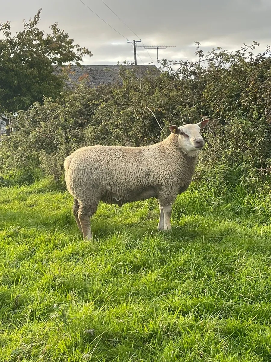 Charollais ram sale in Athenry mart - Image 2