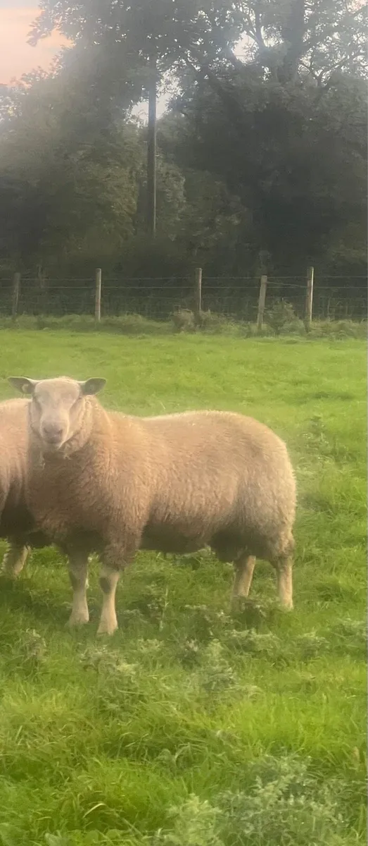 Charollais ram sale in Athenry mart - Image 3