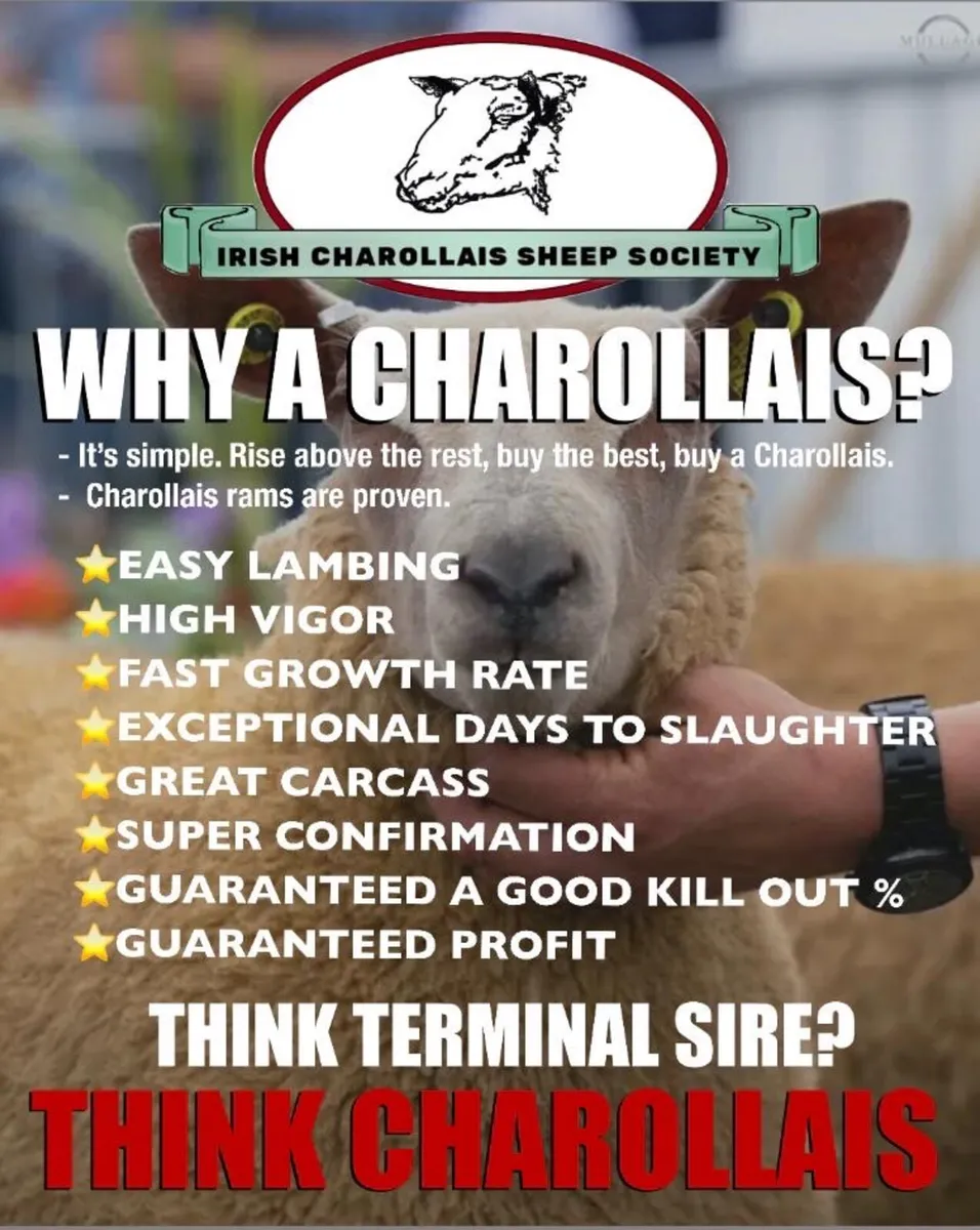 Charollais ram sale in Athenry mart - Image 4