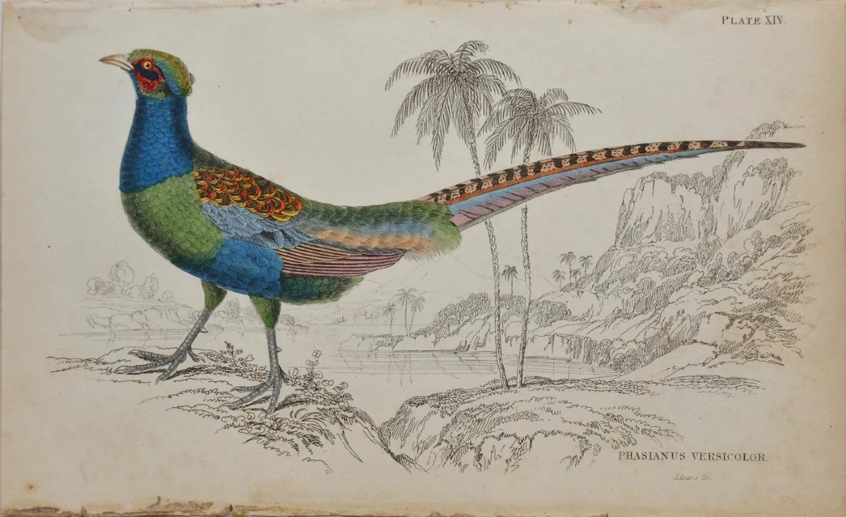 Japanese Green Pheasant Jardine 1834